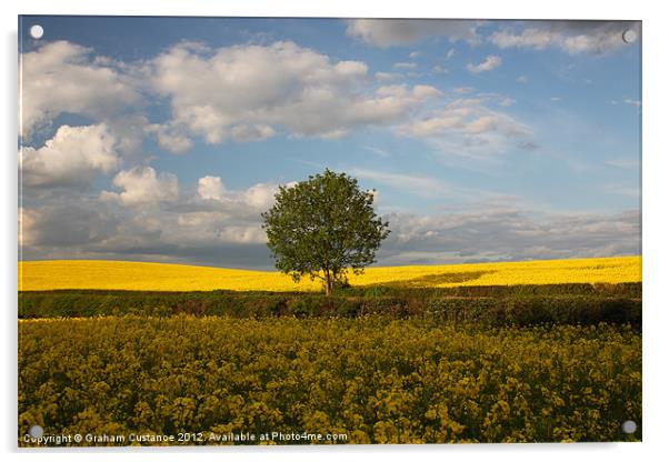 Lone Tree, Chilterns Acrylic by Graham Custance