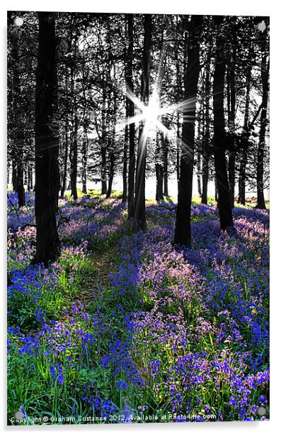 Bluebell Woods, Ashridge Acrylic by Graham Custance