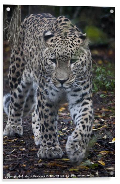 Persian Leopard Acrylic by Graham Custance