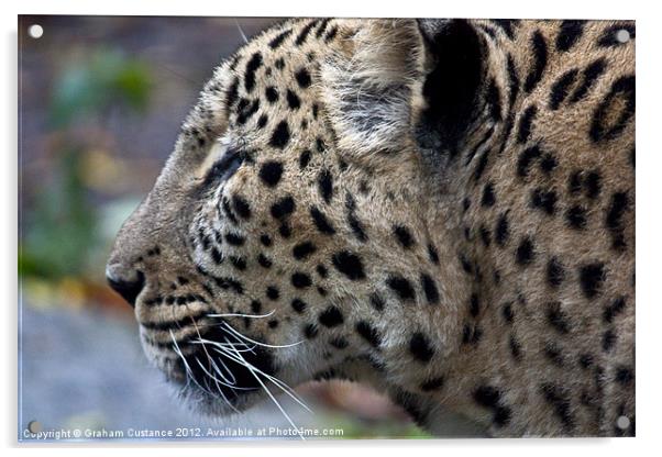 Persian Leopard Acrylic by Graham Custance