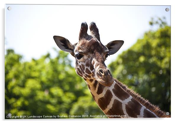 Giraffe Acrylic by Graham Custance