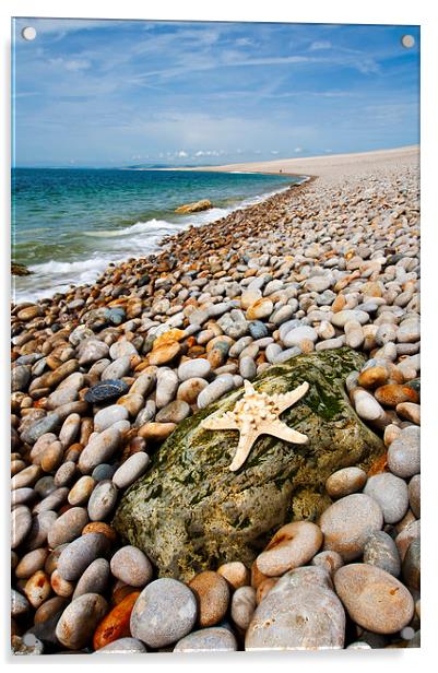 Chesil Beach Starfish Acrylic by Graham Custance