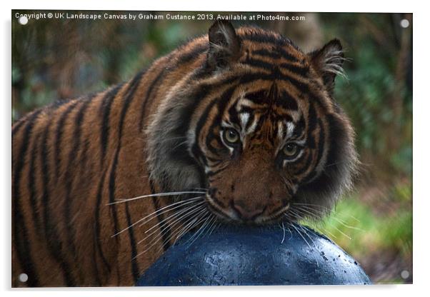 Tiger Acrylic by Graham Custance