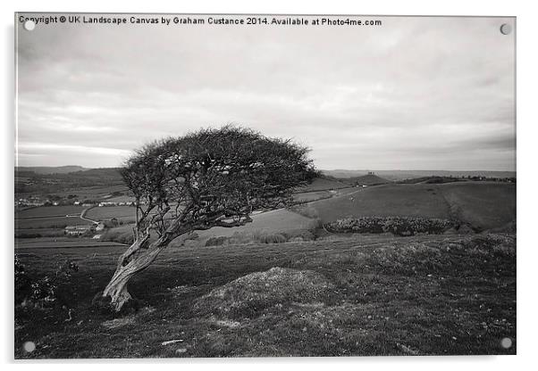  Lone Tree Acrylic by Graham Custance