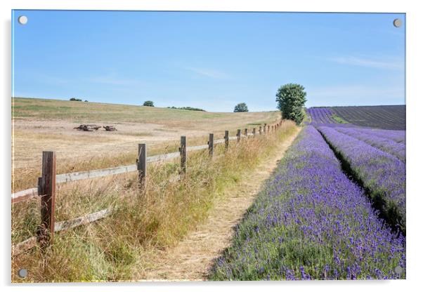 Lavender Fields Acrylic by Graham Custance