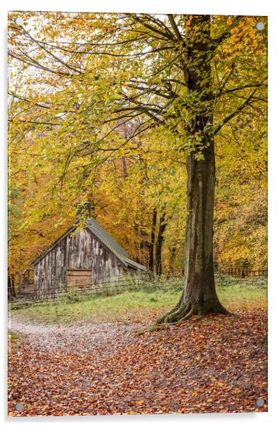 Ashridge in Autumn Acrylic by Graham Custance