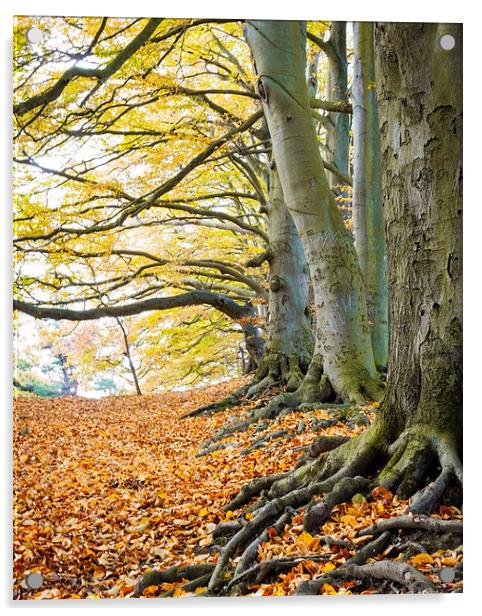 Autumn trees Acrylic by Graham Custance