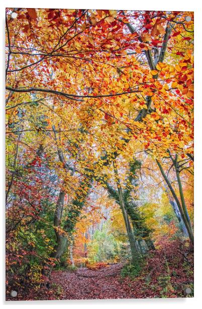 Ashridge Forest Acrylic by Graham Custance