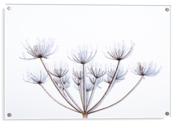 Frozen cow parsley  Acrylic by Graham Custance