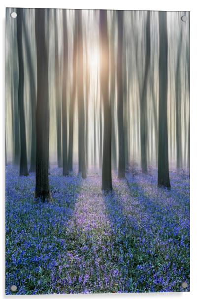 Sunrise in a Bluebell Forest Acrylic by Graham Custance