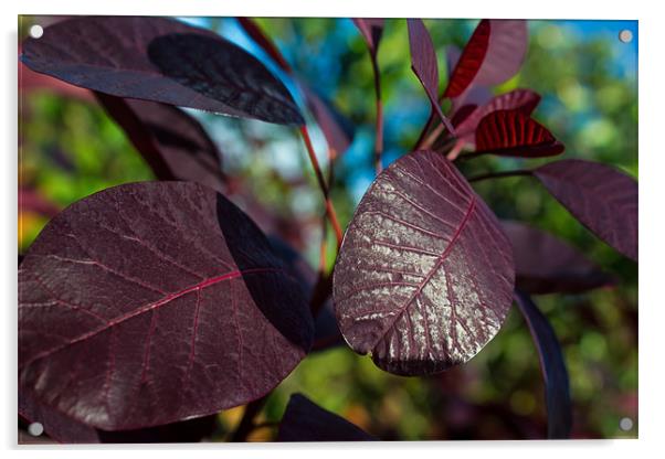 vivid purple leaved plant Acrylic by Thomas Lynch