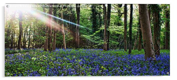 Bluebell Woods Acrylic by Gary Horne