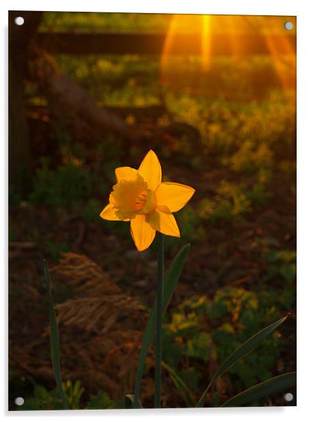 Sunny Daffodil Acrylic by Dominic Hornsby