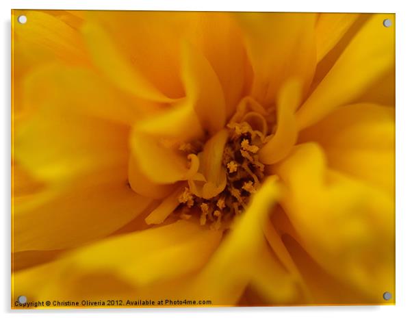 Yellow Carnation Acrylic by Christine Oliveria