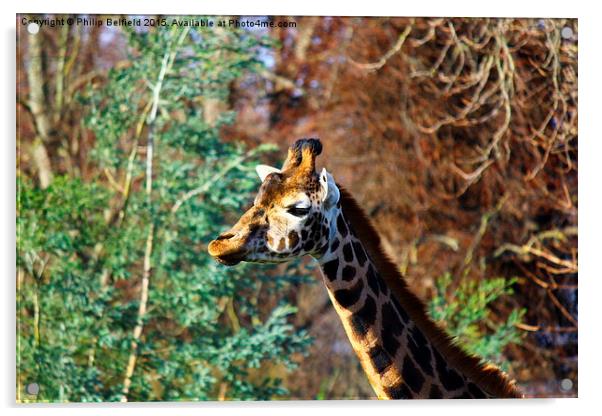  Sticking your neck out Acrylic by Philip Belfield