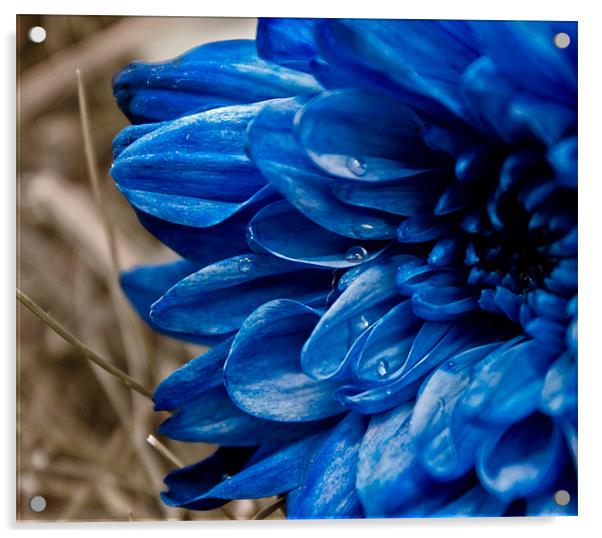 blue flower Acrylic by farah ali