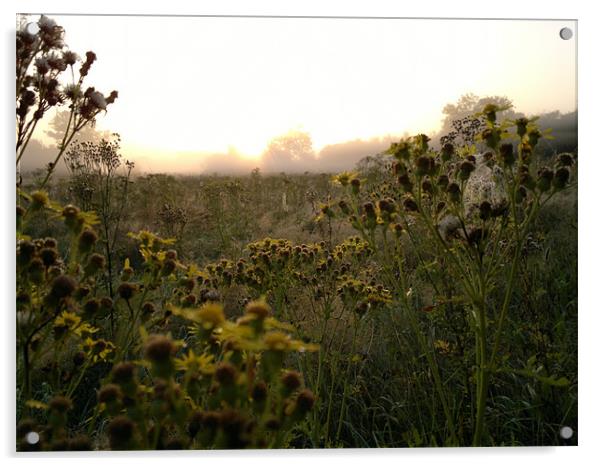 WILD FLOWERS AT DAWN Acrylic by mark graham