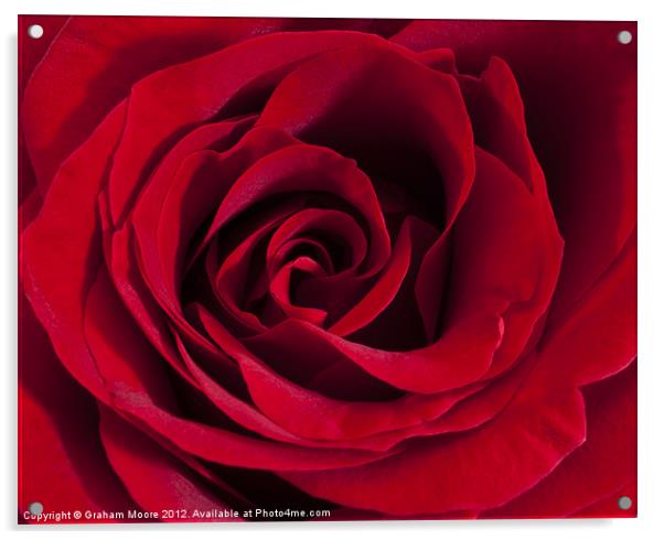 Red Rose Acrylic by Graham Moore