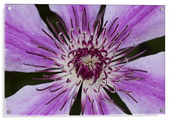 Purple Clematis Acrylic by Graham Moore