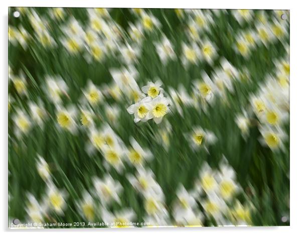 Daffodils Acrylic by Graham Moore