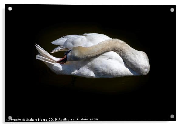 Swan grooming itself Acrylic by Graham Moore