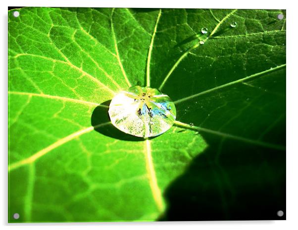 Raindrop in a Geranium leaf Acrylic by Chris Grindle