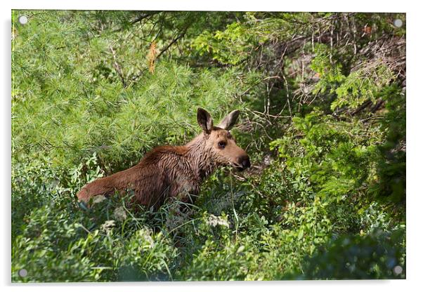 Lost Moose Calf Acrylic by Duncan Mathews