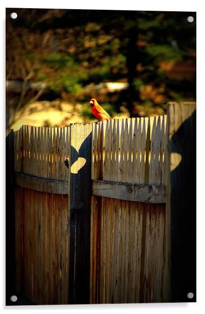 Red Bird Acrylic by Daniel Pierce