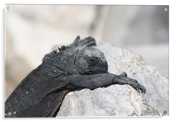 Galapagos Marine Iguana Hanging Out Acrylic by Ewan Kirk