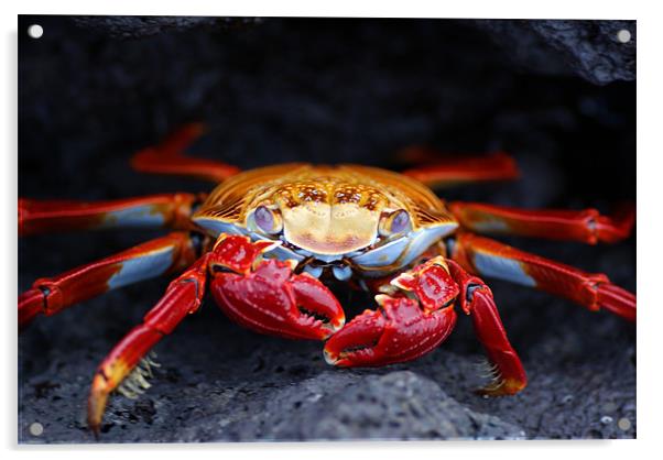 Sally Lightfoot Crab Acrylic by Ewan Kirk