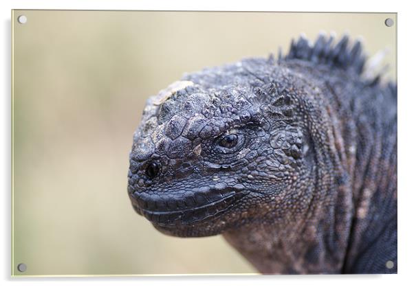 Marine Iguana Close-up Acrylic by Ewan Kirk