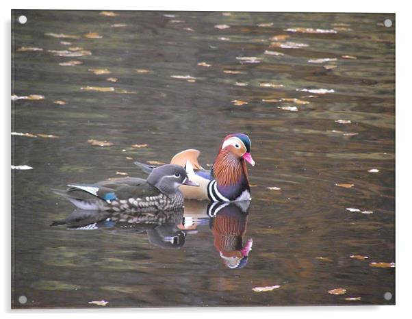 Mandarin duck Acrylic by yvette wallington