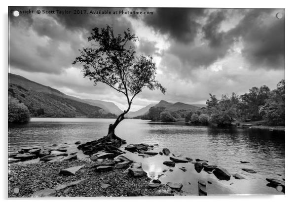 The Lone Tree on Lyn Padarn Acrylic by Scott Taylor