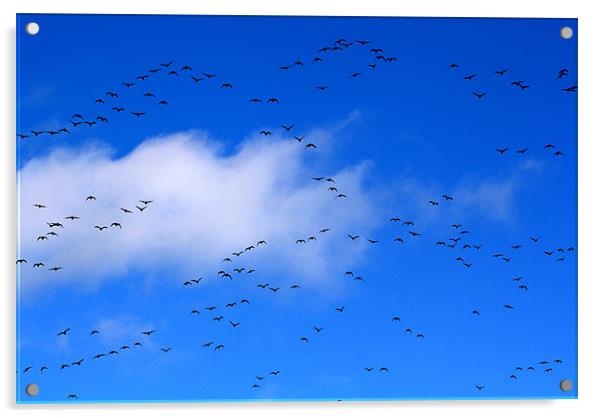 Birds Flying High Acrylic by Sarah George