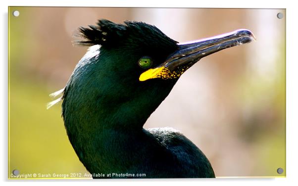 Common Shag Acrylic by Sarah George