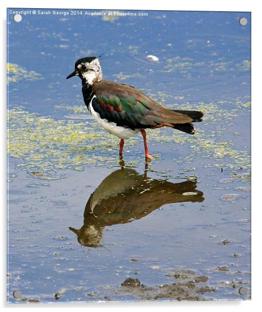 Lapwing Reflection Acrylic by Sarah George
