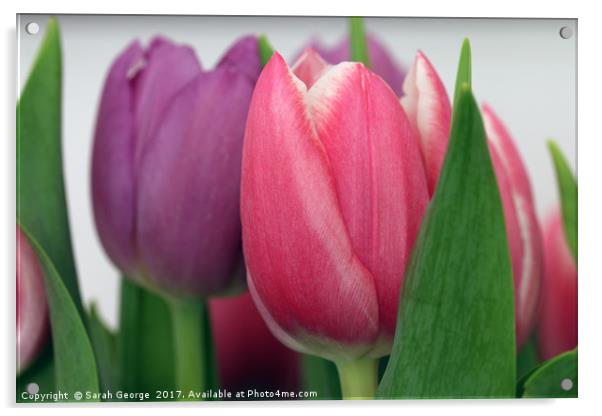 Tulips Acrylic by Sarah George