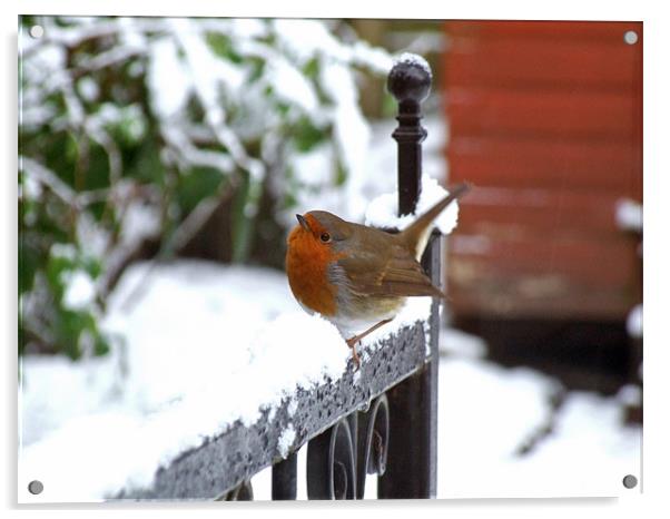 dancing robin Acrylic by TERENCE O'NEILL