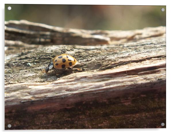 Ladybird Acrylic by Lou Kennard