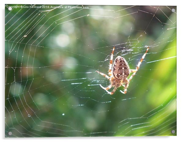 Spider in Web Acrylic by Lou Kennard
