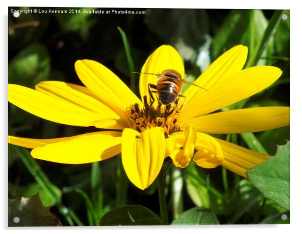 Busy Little Bee Acrylic by Lou Kennard