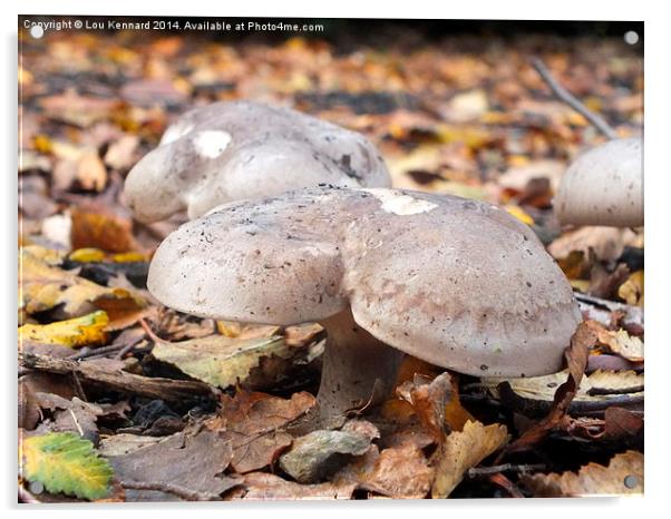 Mushrooms in Autumn Acrylic by Lou Kennard