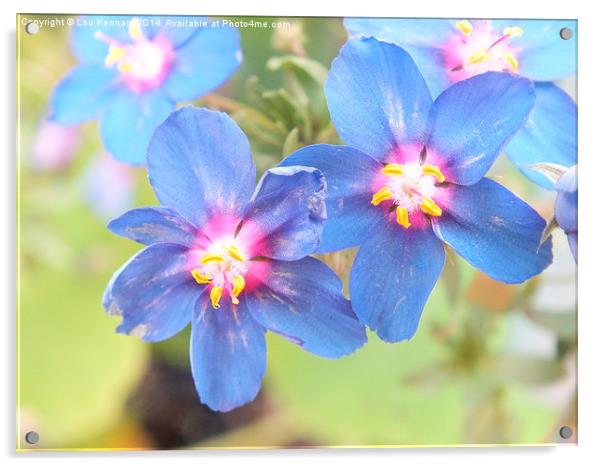 Little Blue Clown Flowers Acrylic by Lou Kennard