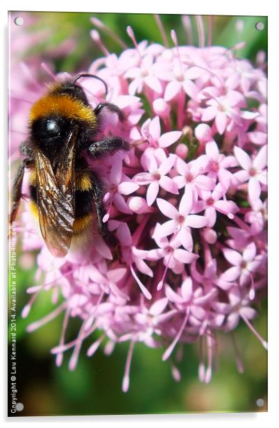 Bee on Flower Acrylic by Lou Kennard