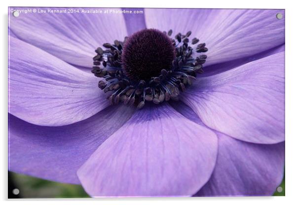 Purple Flower Acrylic by Lou Kennard