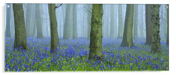 Bluebells in Mist Acrylic by Brian Roberts