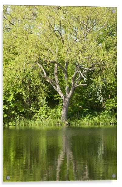 tree reflection Acrylic by Daniel Duchacek