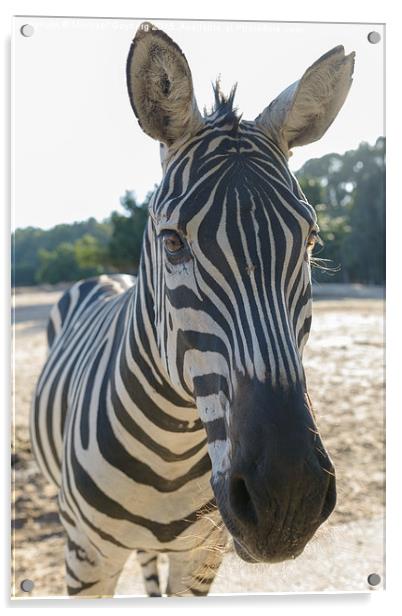 Zebra Acrylic by Michael Goyberg