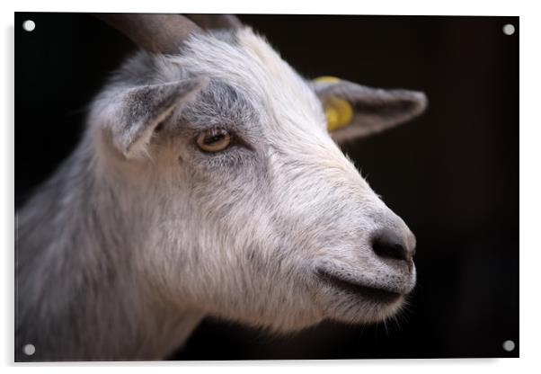 Zoo Goat Portrait Acrylic by Michael Goyberg