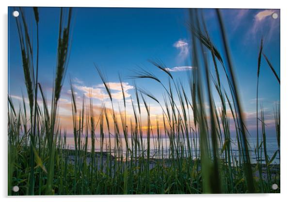 Beautiful Mediterranean Sunset through grass growi Acrylic by Michael Goyberg